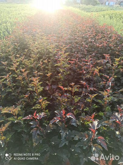 Пузыреплодник Андре (Andre)