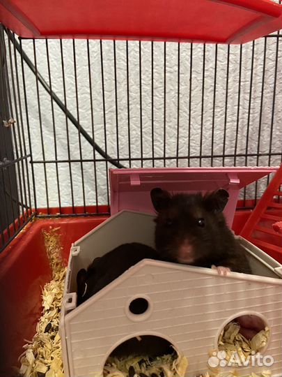 Хомяки сирийские