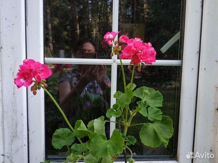 Пеларгония герань