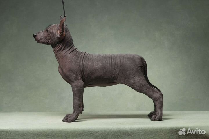 Щенок Ксолоитцкуинтли стандарт (Ксоло)