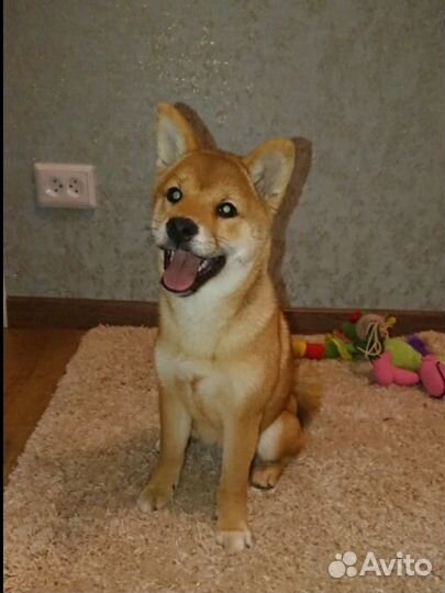 Уход за животными на время отпуска