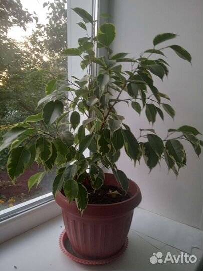Фикус бенджамина