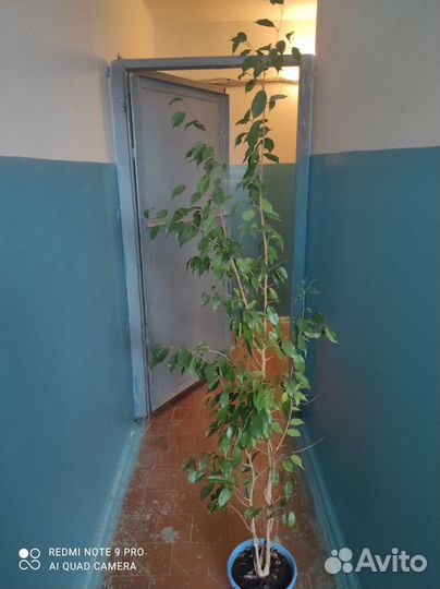 Фикус бенджамина