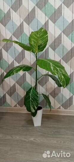 Фикус Септика вайт