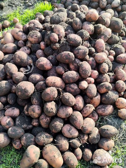 Картофель домашний