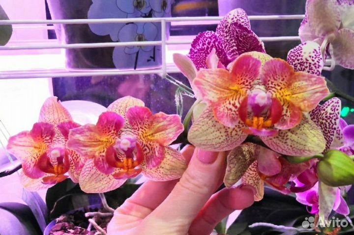 Орхидея фаленопсис бабочка детка Lancer