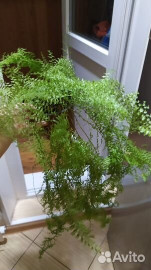 Папоротник нефролепис с разными вайями