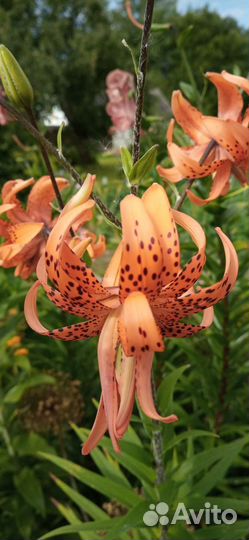 Лилия тигровая махровая