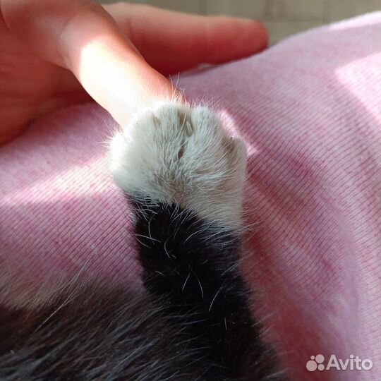 Отдам в очень хорошие руки