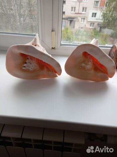 Рвкушка морская