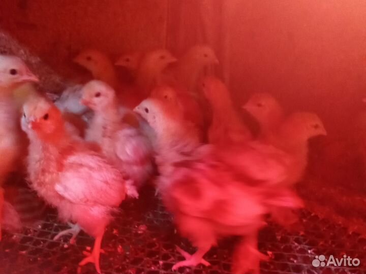 Суточный бройлер кооб 500 Чехия