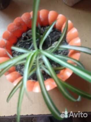 Цветы домашние