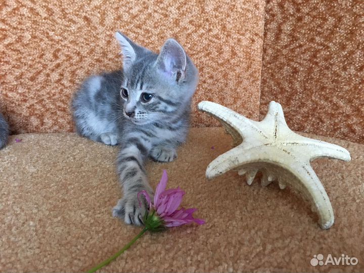 Кошечки-милашки