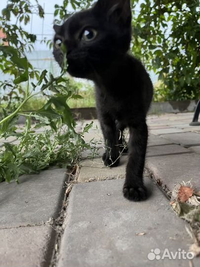 Очаровательная кошечка ищет дом