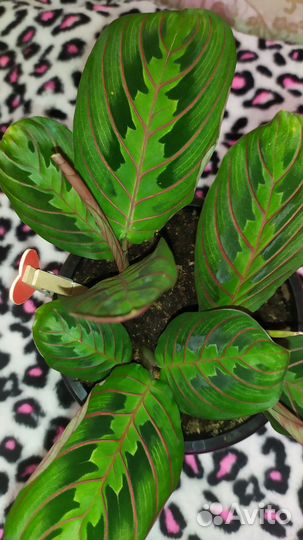 Маранта комнатное растение