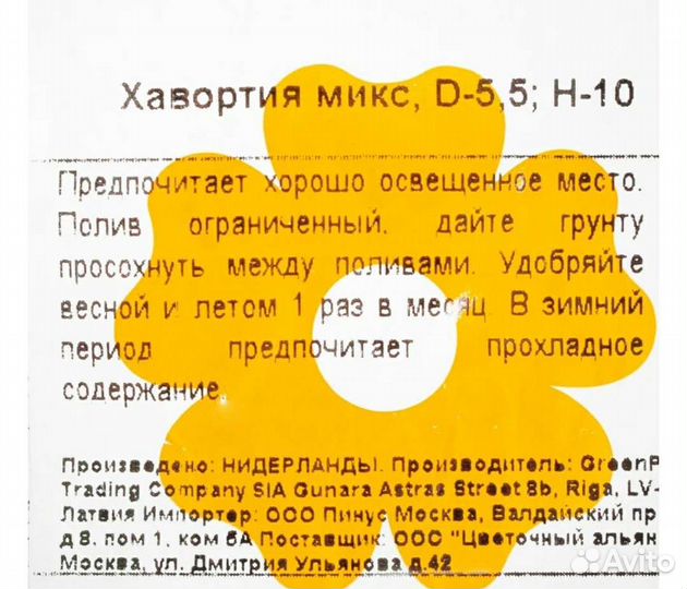 Кактус. Хавортия Аттенуата Каеспитоза