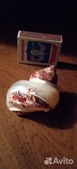 Морские ракушки