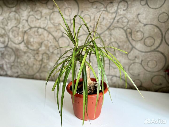 Комнатные растения строманта, ктенанта, драцена