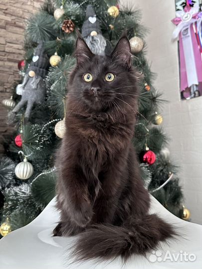 Черная кошка Мейн-кун