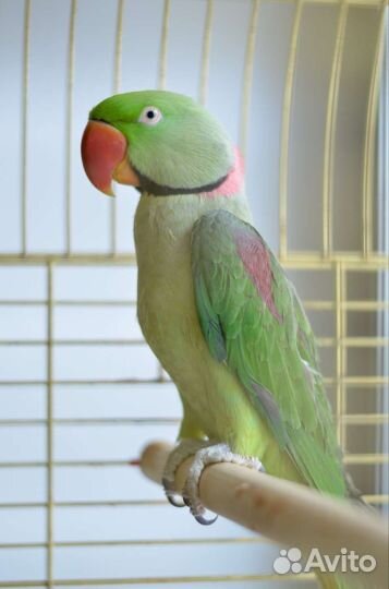 Александрийский попугай