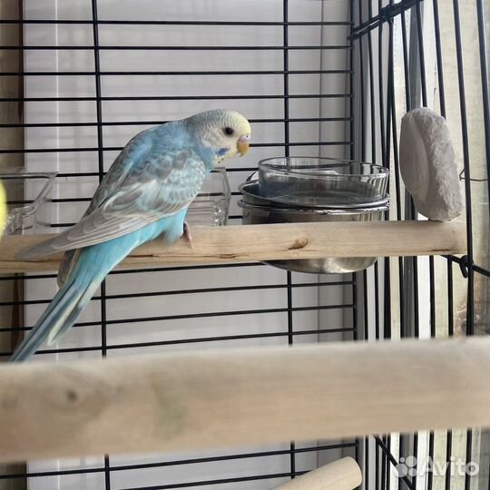 Радужные попугаи