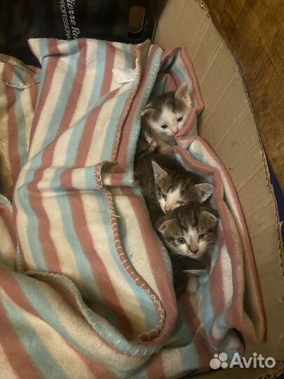 Отдаю котят