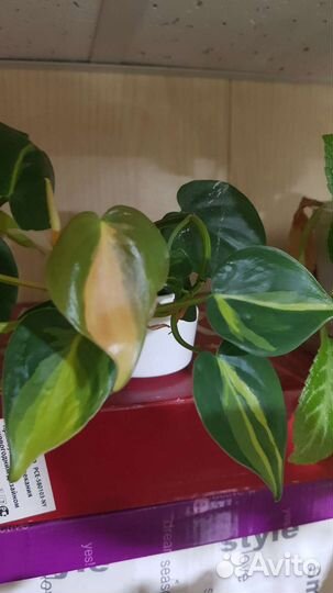 Филодендроны