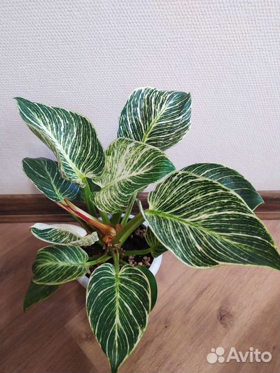 Филодендрон биркин