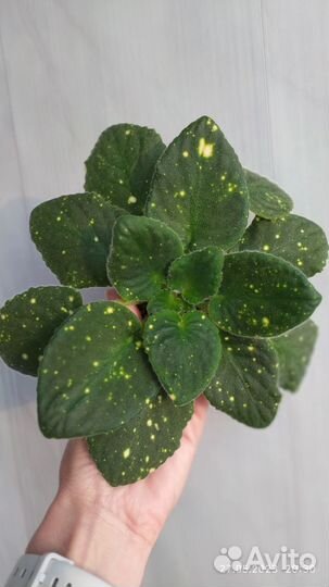 Фиалка шн-Космическая фея-ук. листы