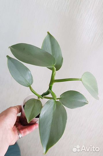 Филодендрон Грэй/ Силвер