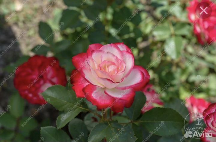 Роза с закрытой корневой от склада весна 2024
