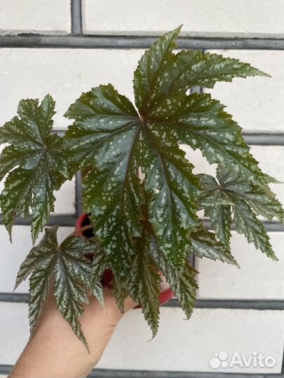 Растения разные