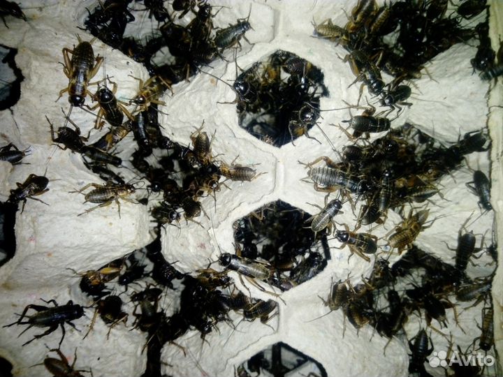 Насекомые: Сверчки, тараканы, муравьи