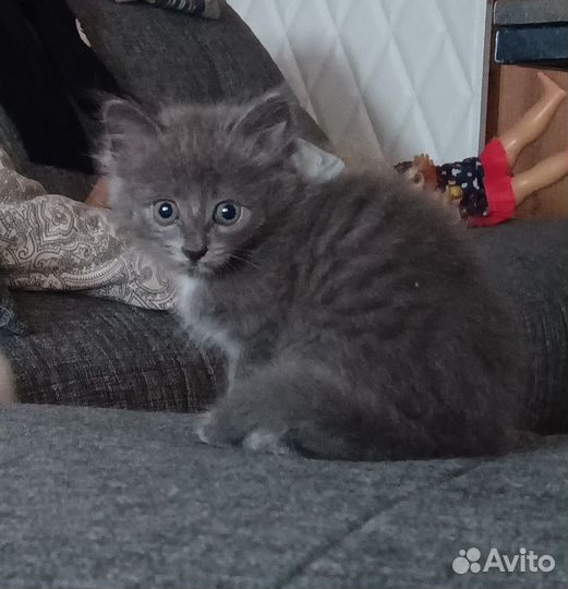 Котята только в добрые руки