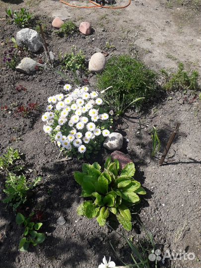 Многолетние цветы