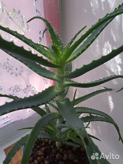 Алоэ лечебный