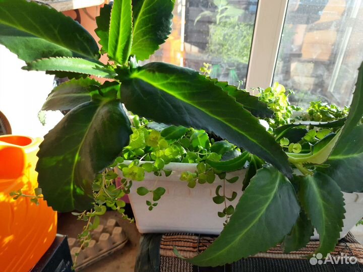 Крассула, Вербейник монетчатый, Замиокалькас