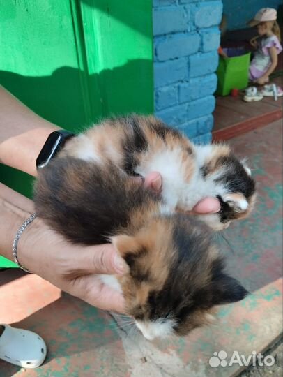 Кошка в дар