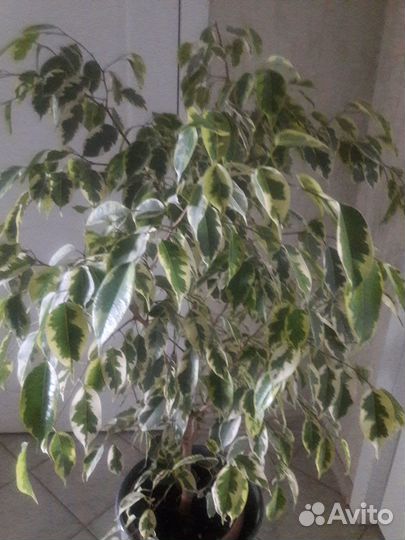 Фикус бенджамина