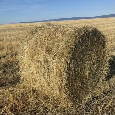 Продам пшеничную солому в тюках