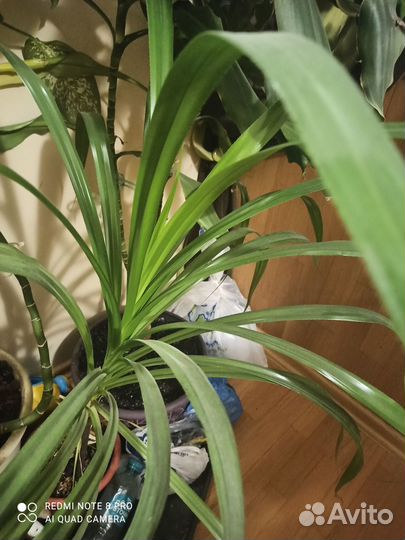 Пальма Панданус