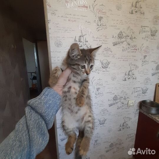 Котята в добрые руки бесплатно