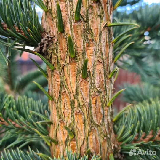 Ель финская голубая, 3м