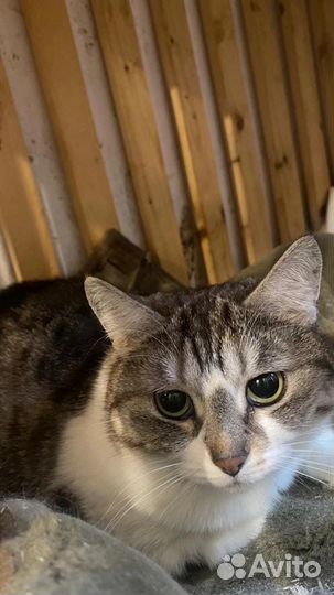 Кошка в дар