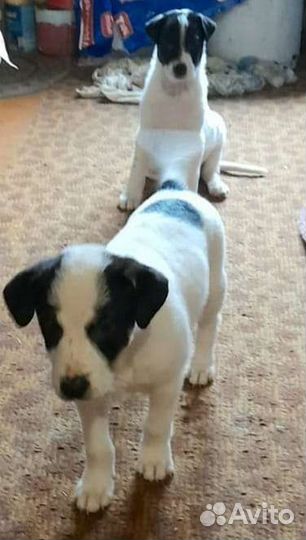 Отдаю щенков в добрые руки