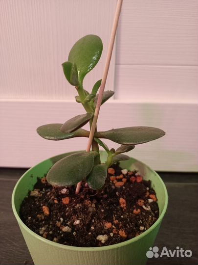 Крассула, денежное дерево