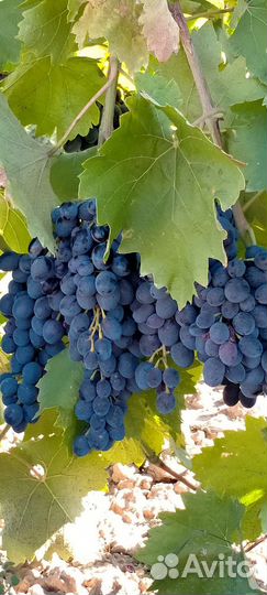 Виноград