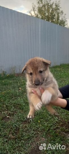 Щенки западно сибирской лайки