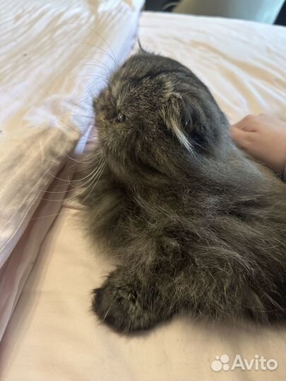 Персидский кот вязка