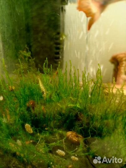 Креветки прозрачные и красные